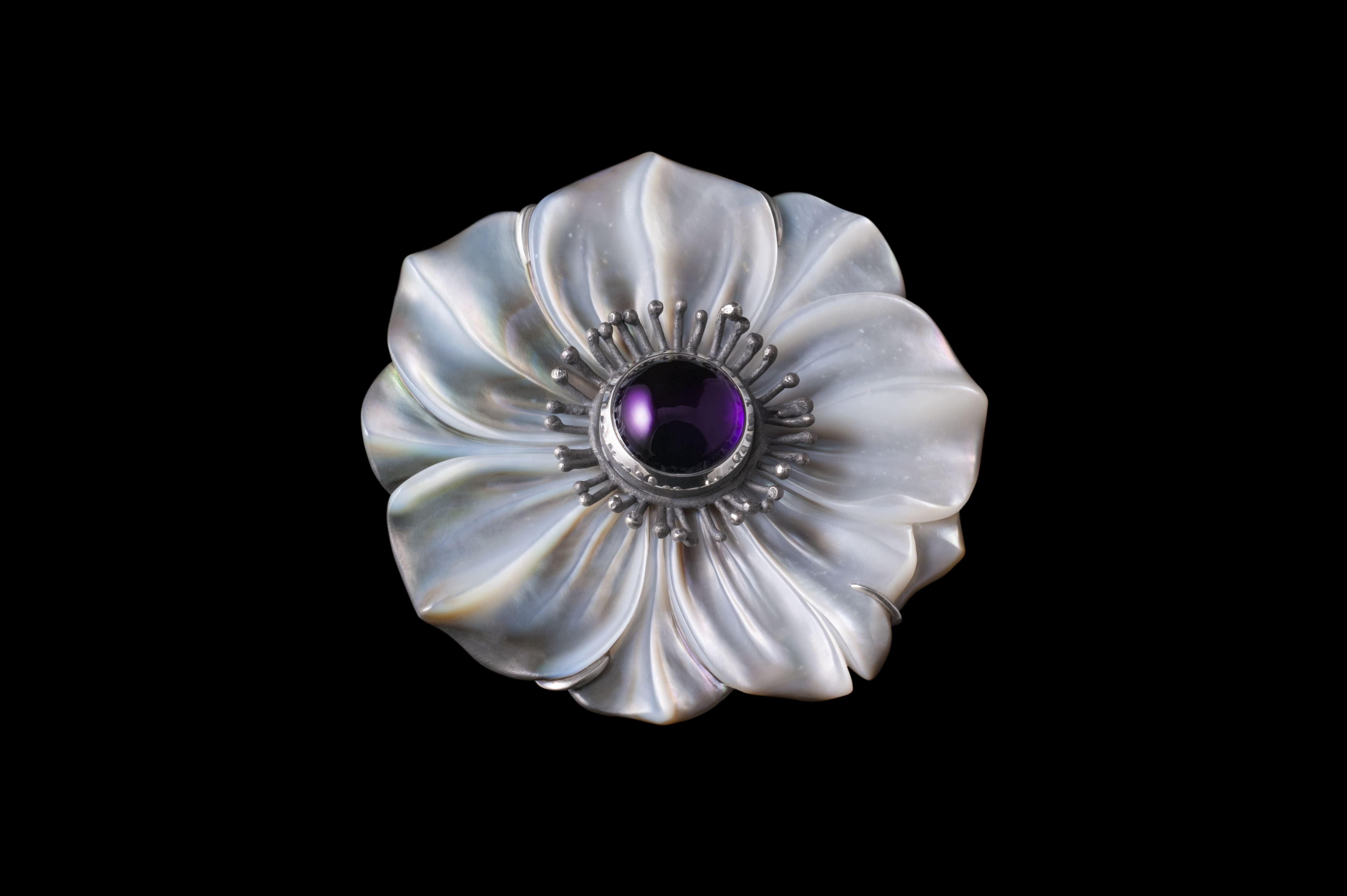Anemone Coronaria