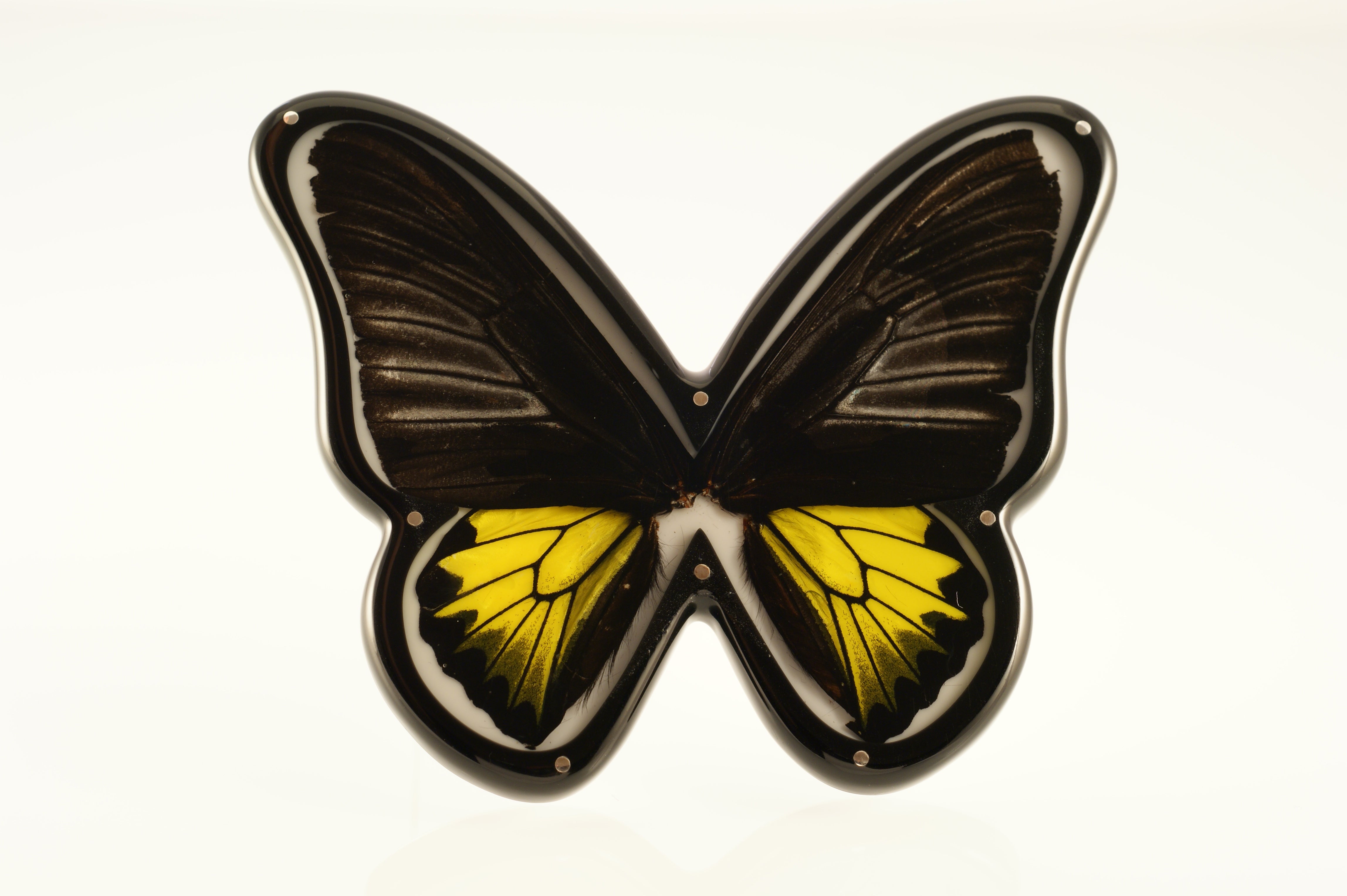 Butterfly Brooches in Cabinets