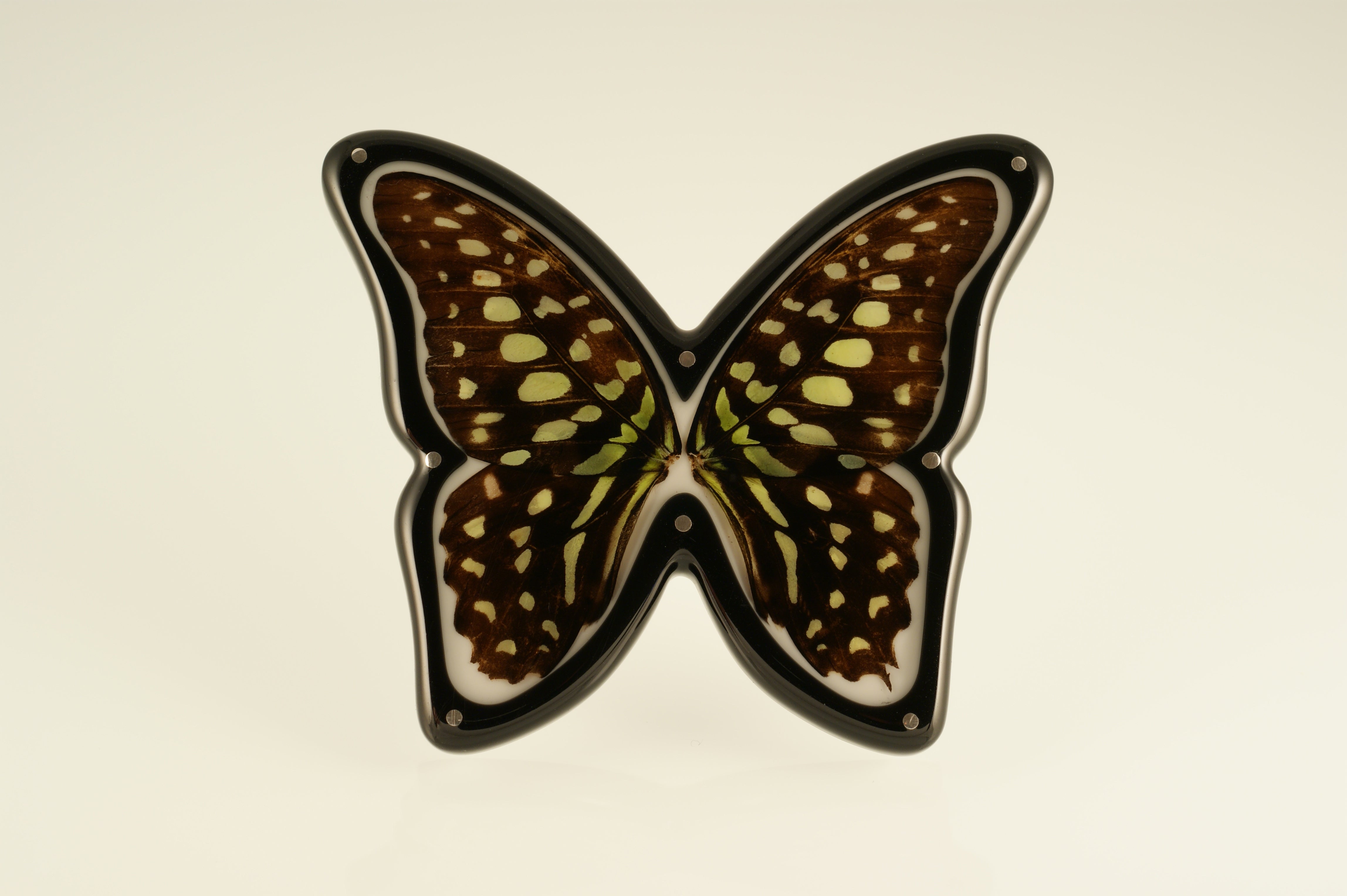 Butterfly Brooches in Cabinets