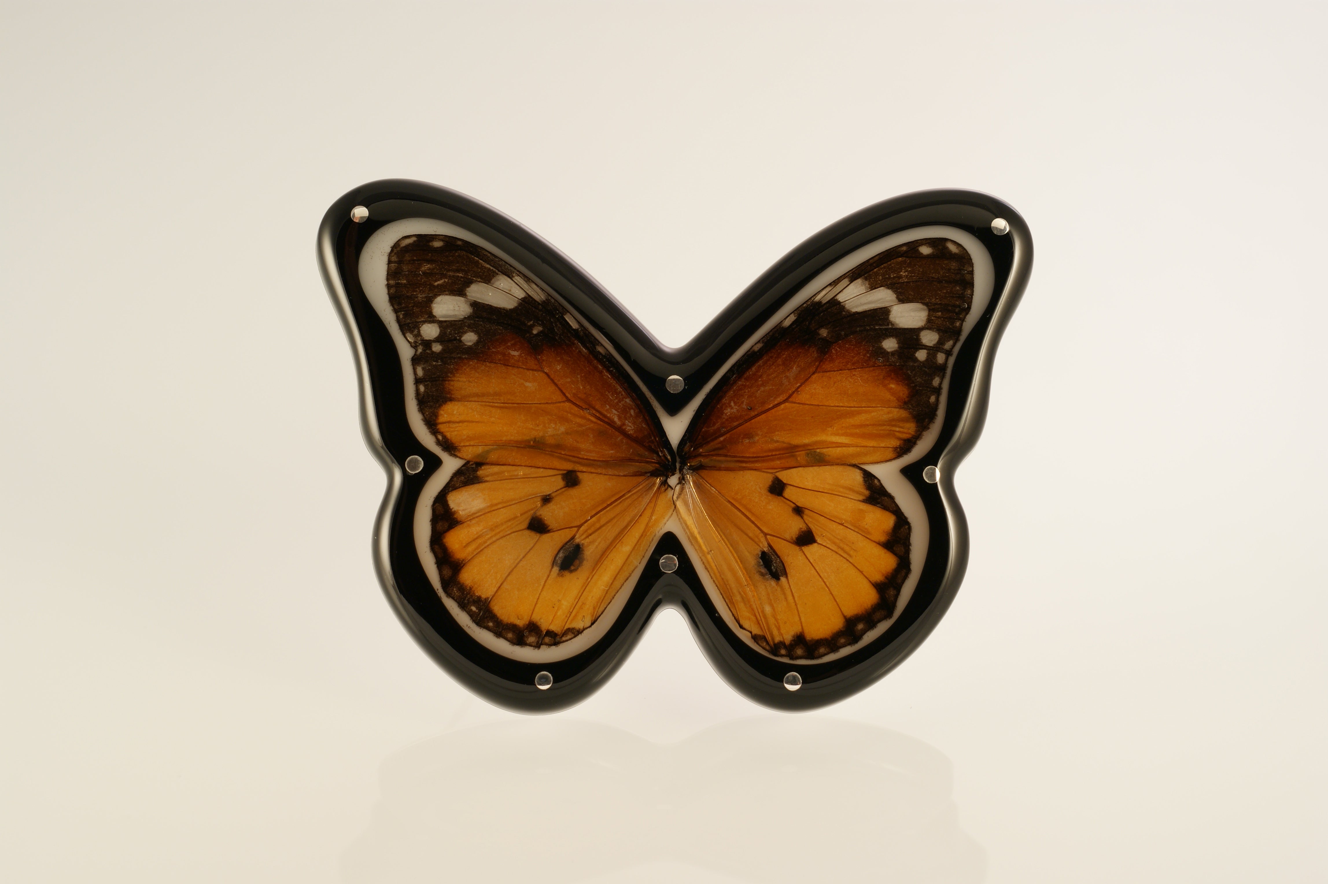 Butterfly Brooches in Cabinets