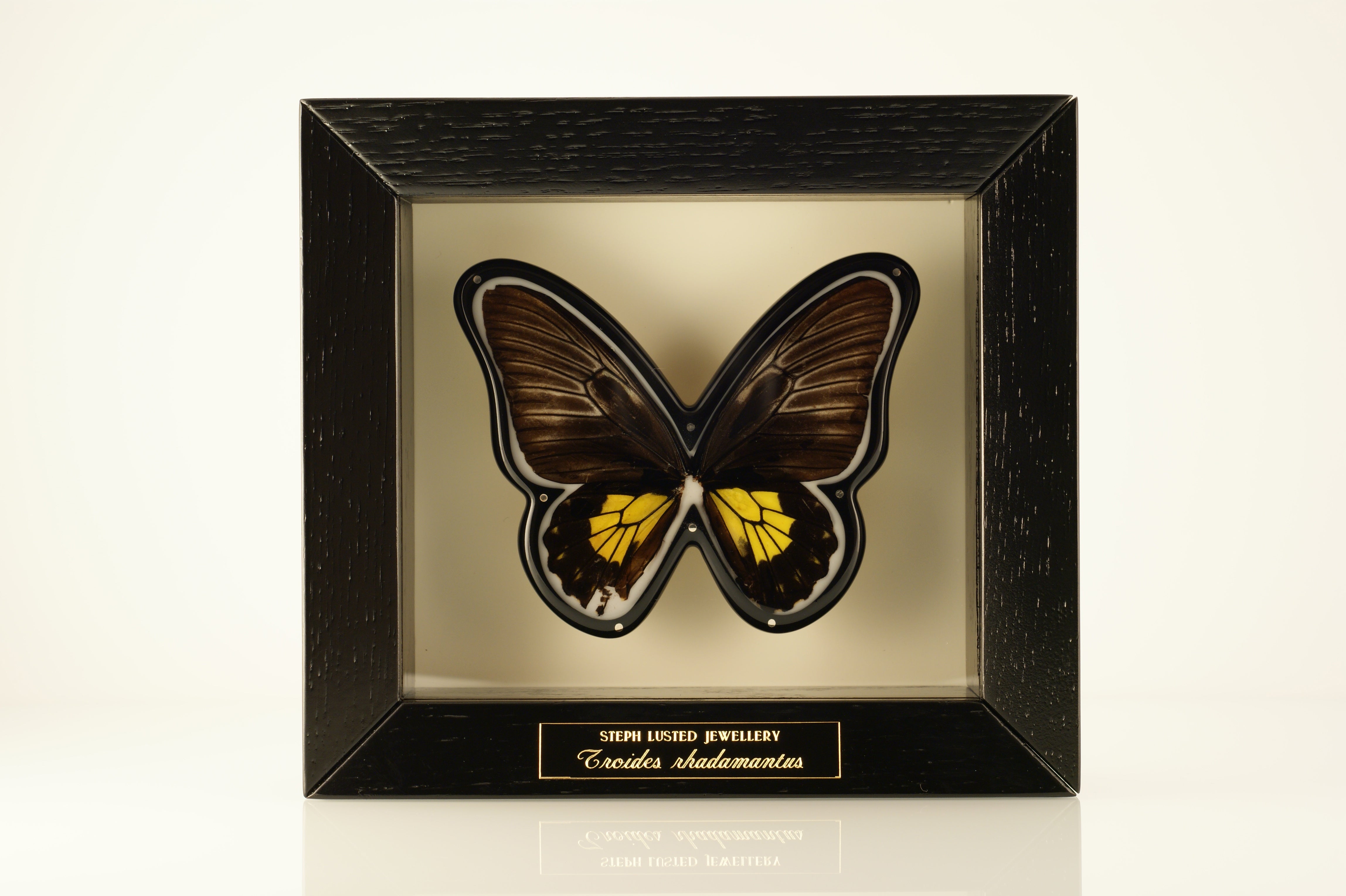 Butterfly Brooches in Cabinets