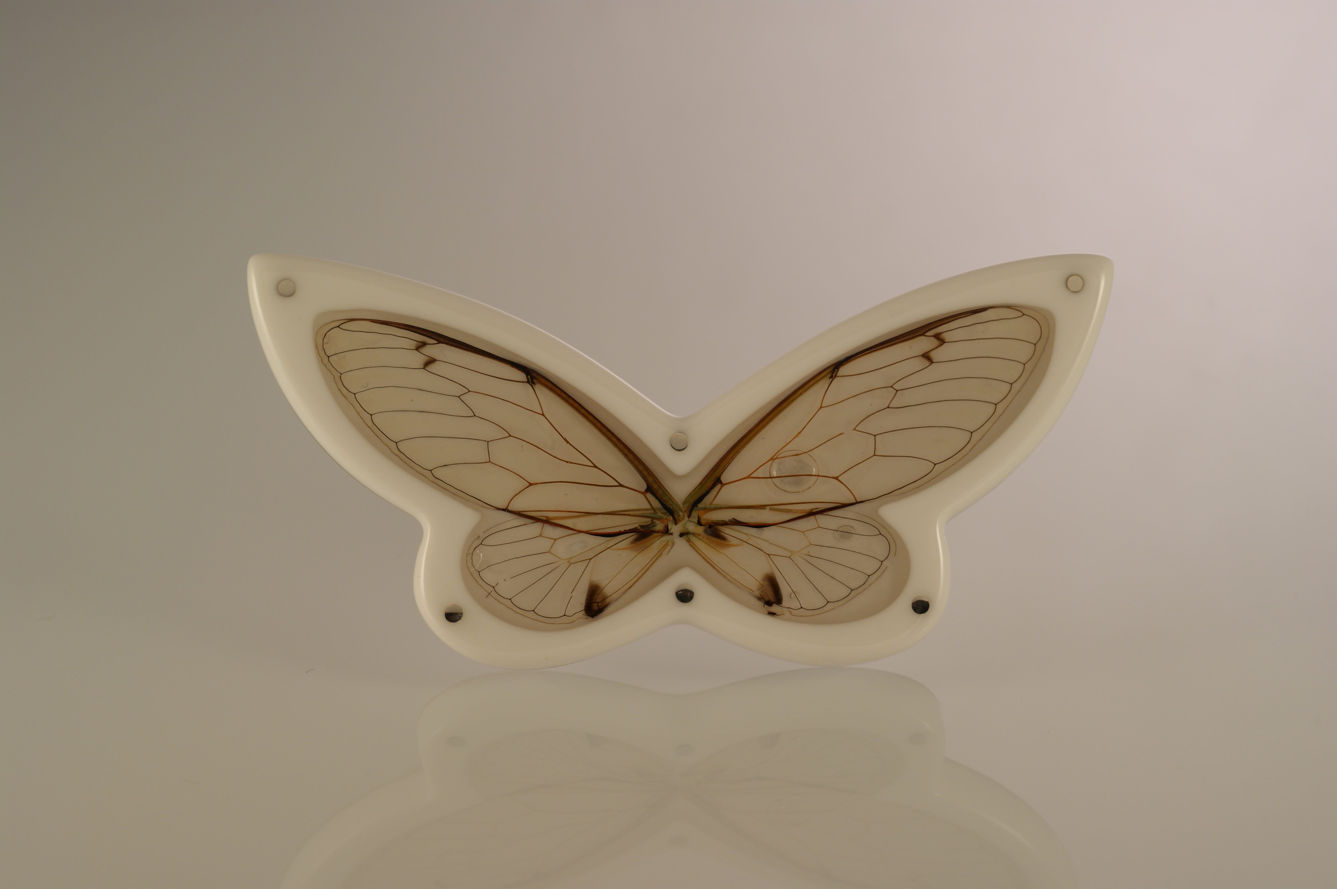 Butterfly Brooches in Cabinets
