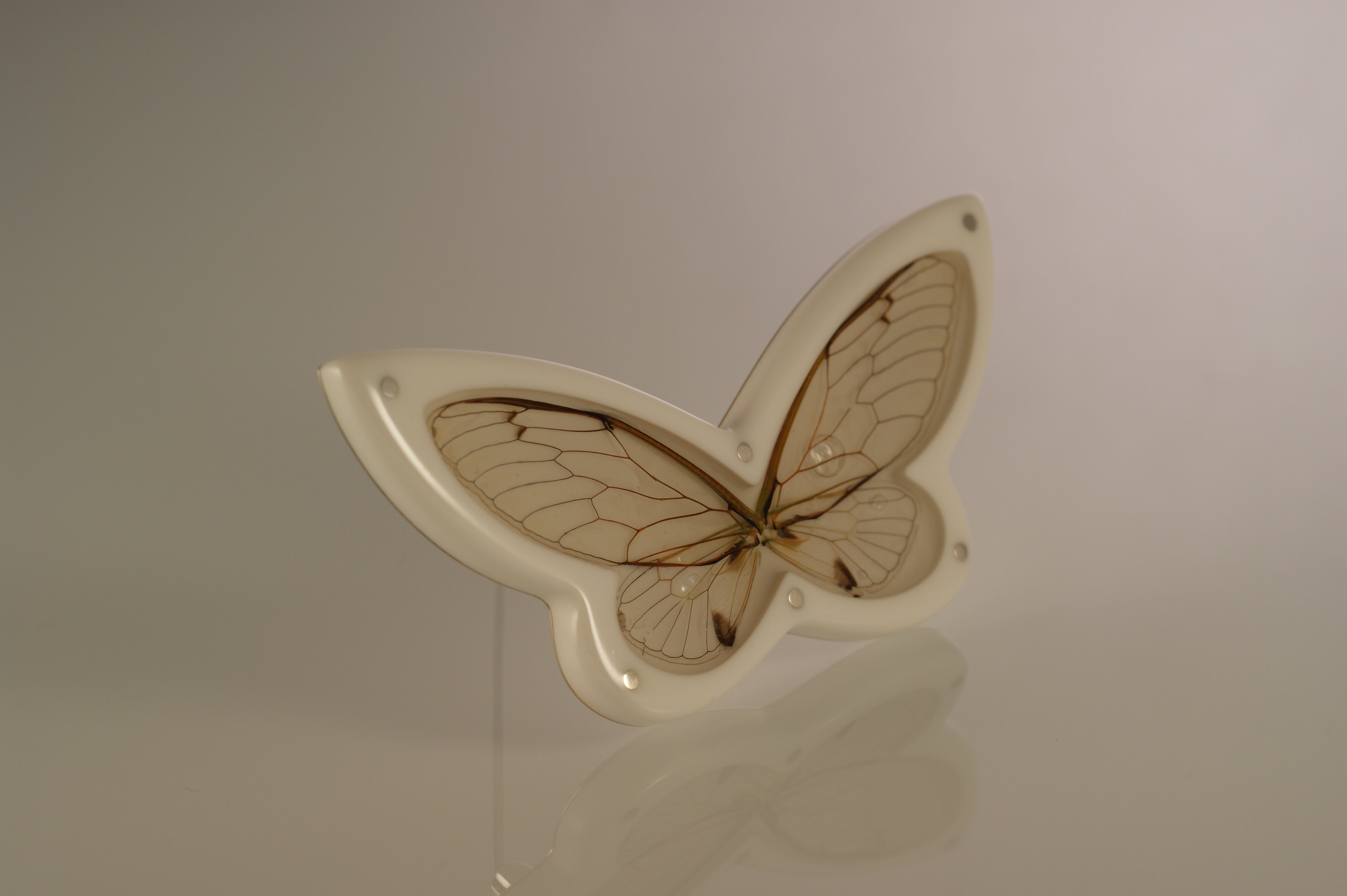 Butterfly Brooches in Cabinets