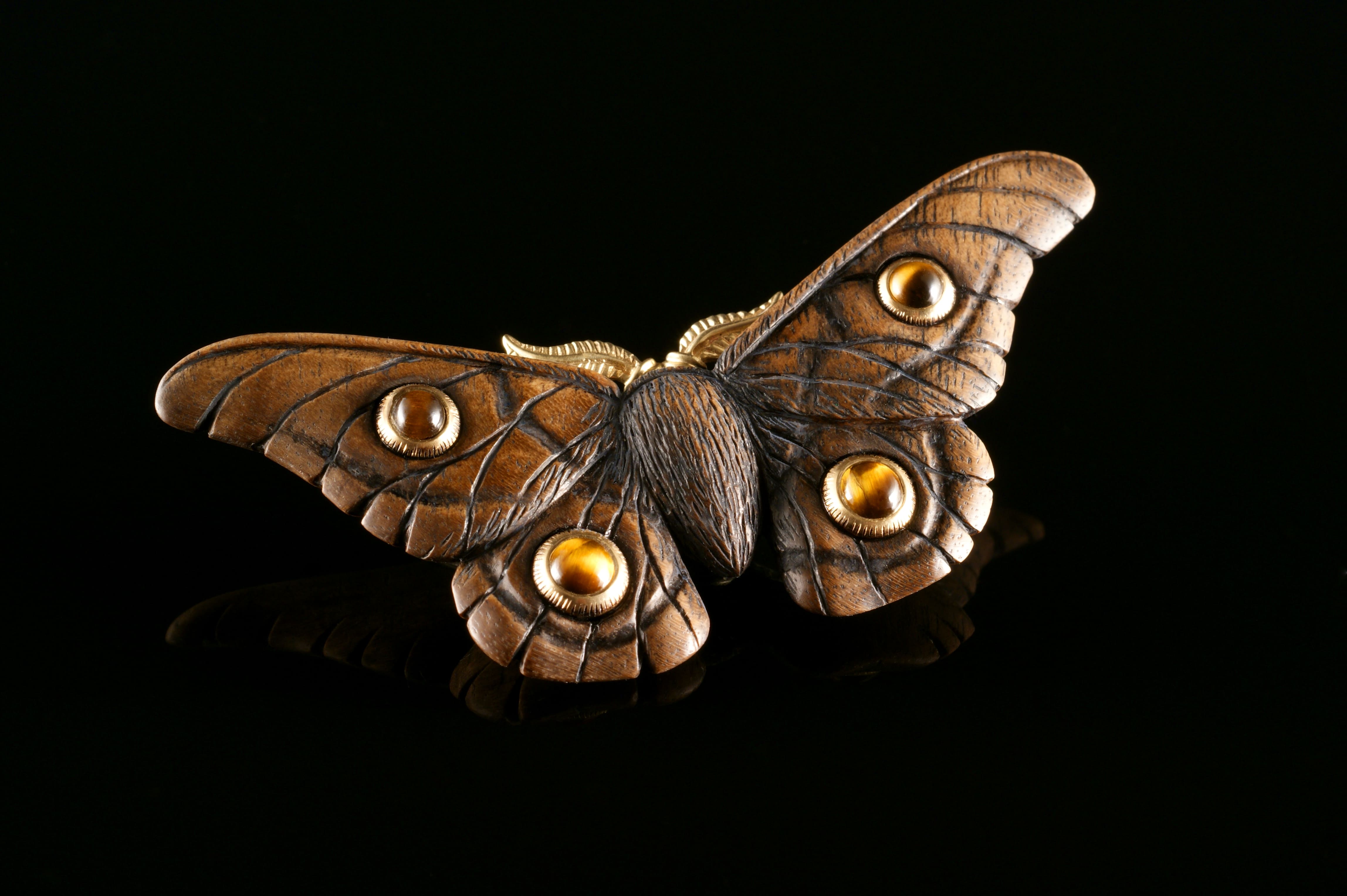 Emperor Gum Moth - Tigers eye