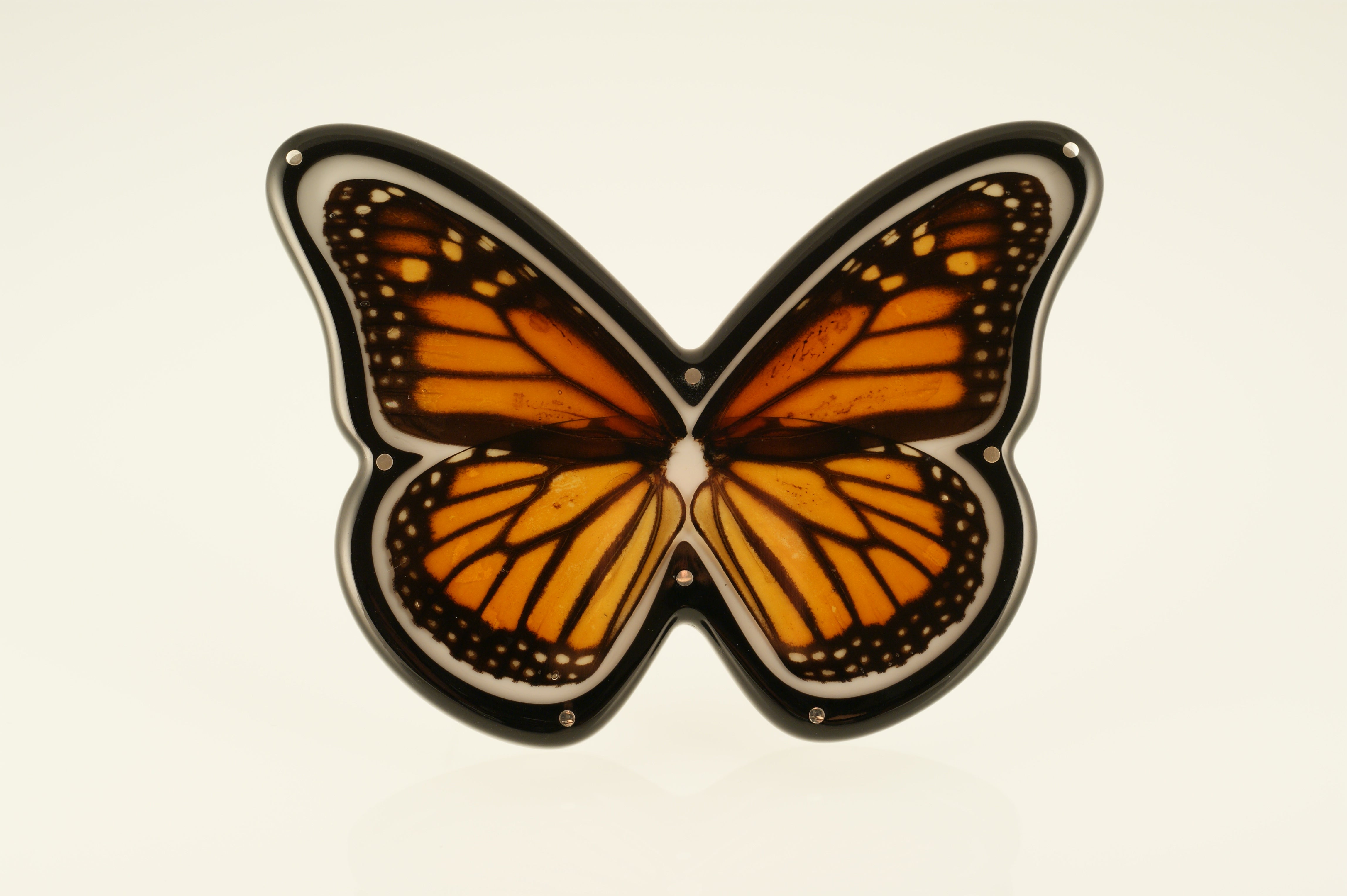 Butterfly Brooches in Cabinets