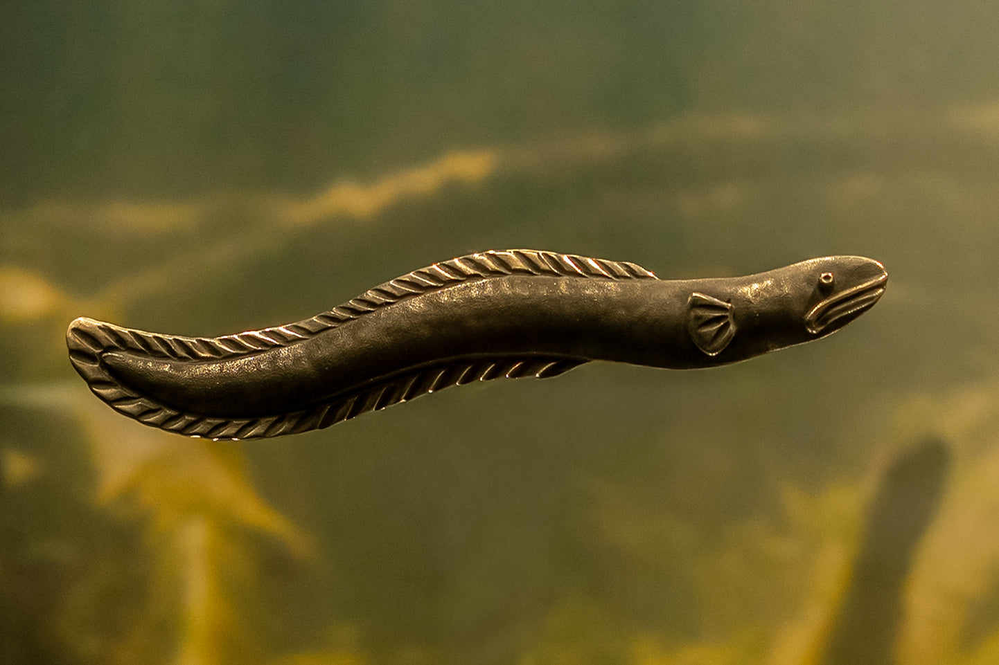 With the Tide - Longfin Eel/Tuna
