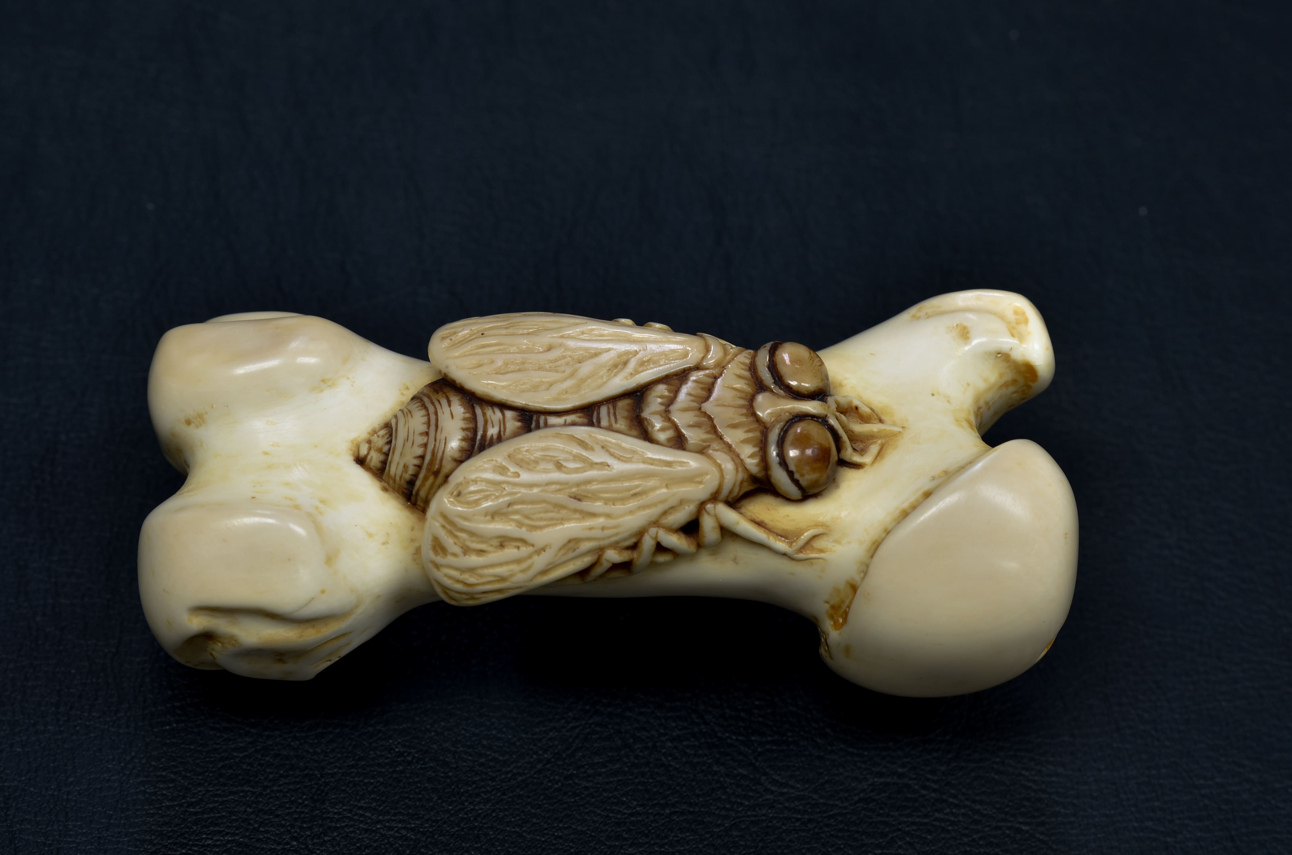 Life and Death - Fly on Bone